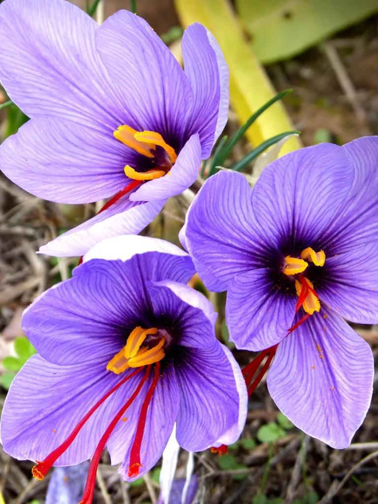 Crocus sativus