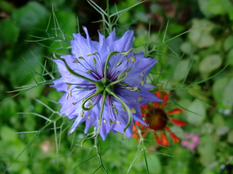 Nigella sativa